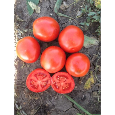 1801 F1 - cемена детерминантного томата, 5000 сем., ранний,  Lark Seeds